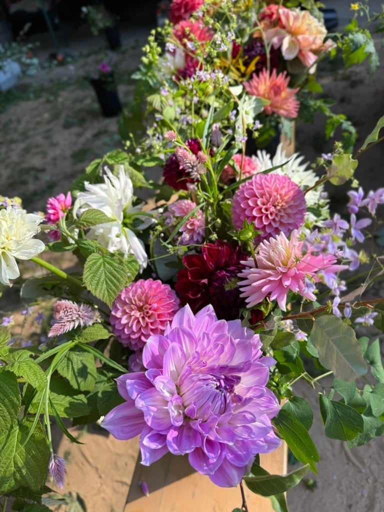 Two Pony Gardens 2026 Dahlia Bucket Subscription (6 weeks)