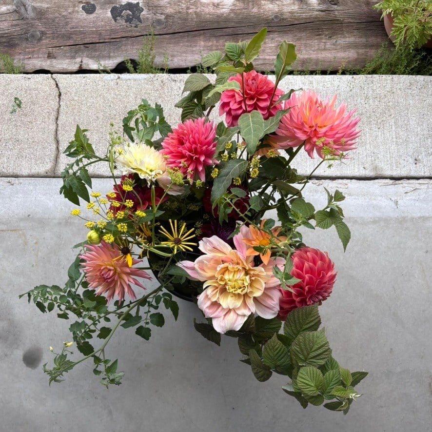 Two Pony Gardens 2026 Dahlia Bucket Subscription (6 weeks)