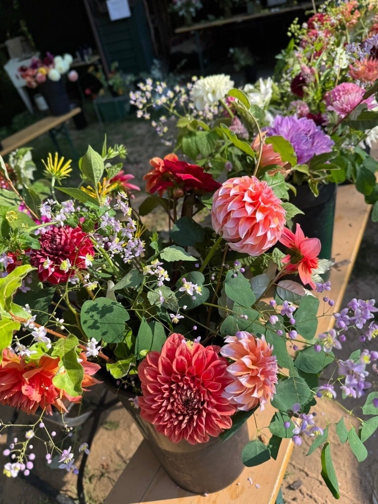 Two Pony Gardens 2026 Dahlia Bucket Subscription (6 weeks)