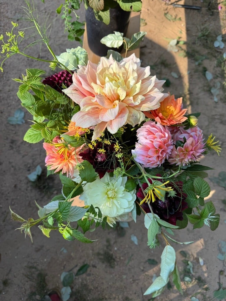 Two Pony Gardens 2026 Dahlia Bucket Subscription (6 weeks)