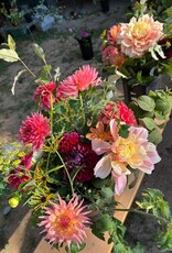 2026 Two Pony Gardens Dahlia Subscription Share