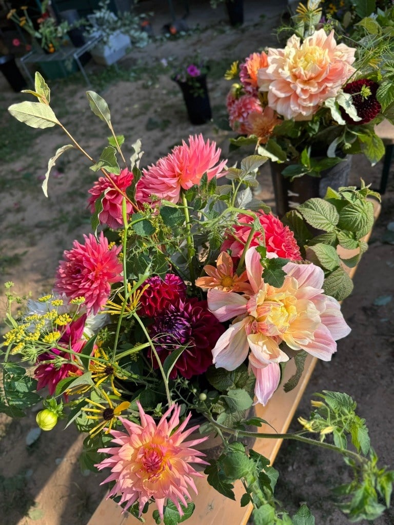 Two Pony Gardens 2026 Dahlia Bucket Subscription (6 weeks)