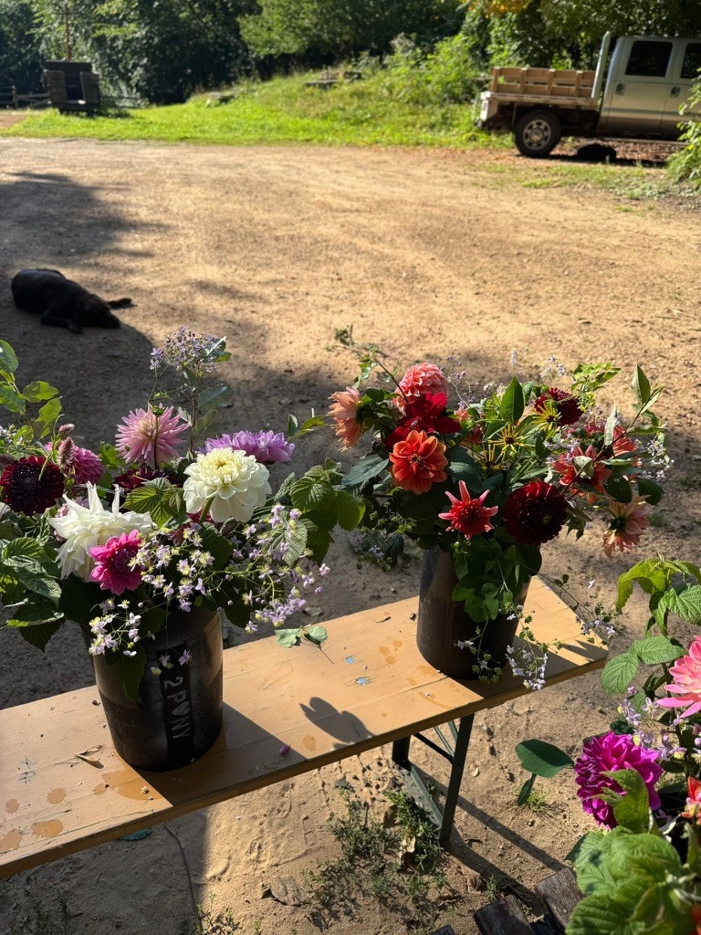 2026 Two Pony Gardens Dahlia Subscription Share