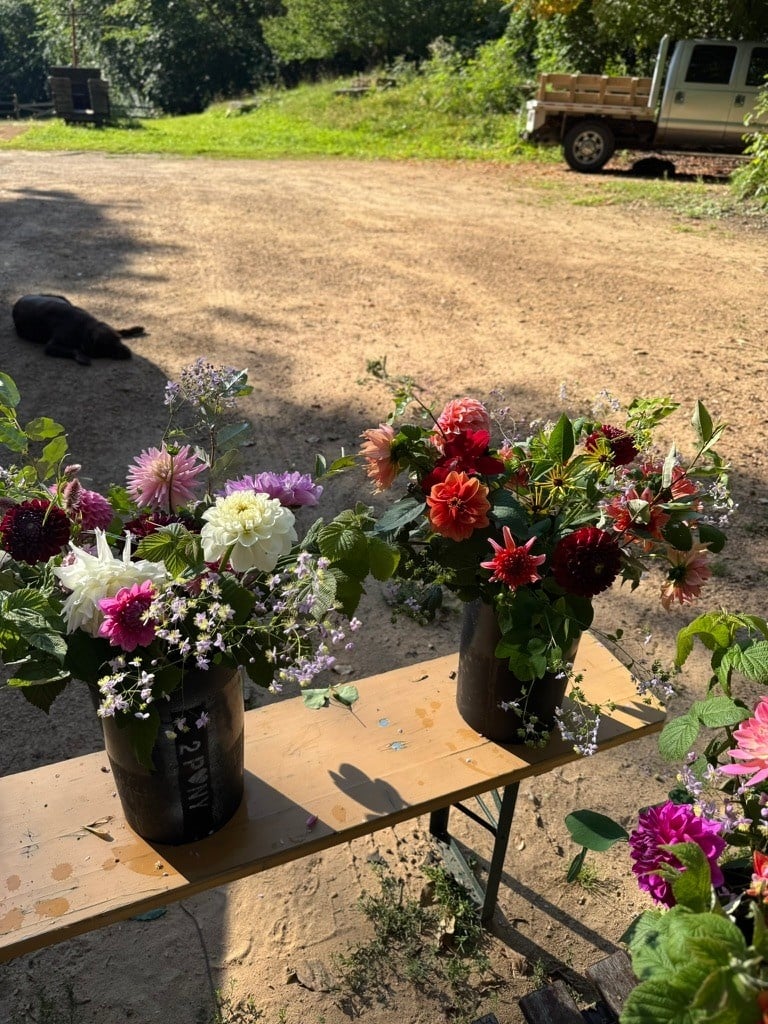 Two Pony Gardens 2026 Dahlia Bucket Subscription (6 weeks)