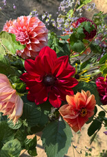 2026 Two Pony Gardens Dahlia Subscription Share