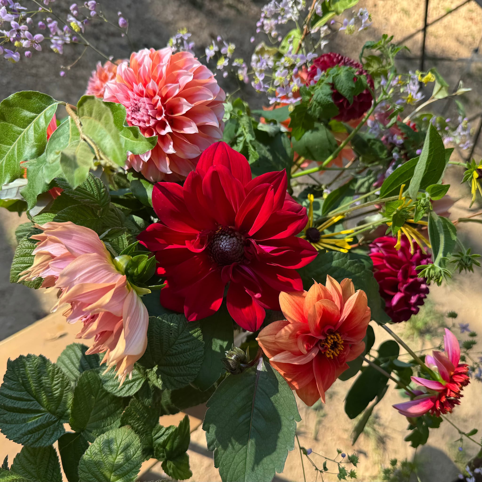 Two Pony Gardens 2026 Dahlia Bucket Subscription (6 weeks)