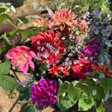 Two Pony Gardens 2026 Dahlia Bucket Subscription (6 weeks)