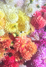 SINGLE TWO PONY DAHLIA BUCKET