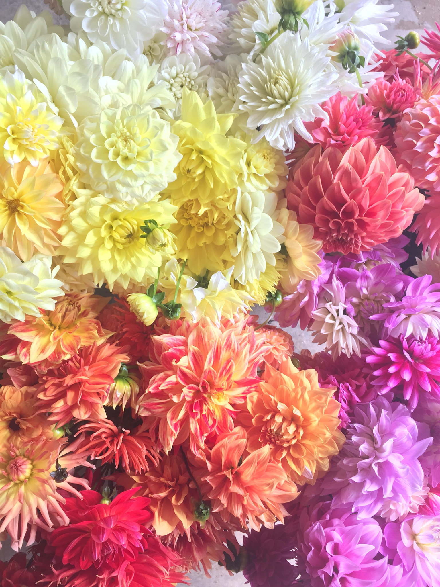 SINGLE TWO PONY DAHLIA BUCKET