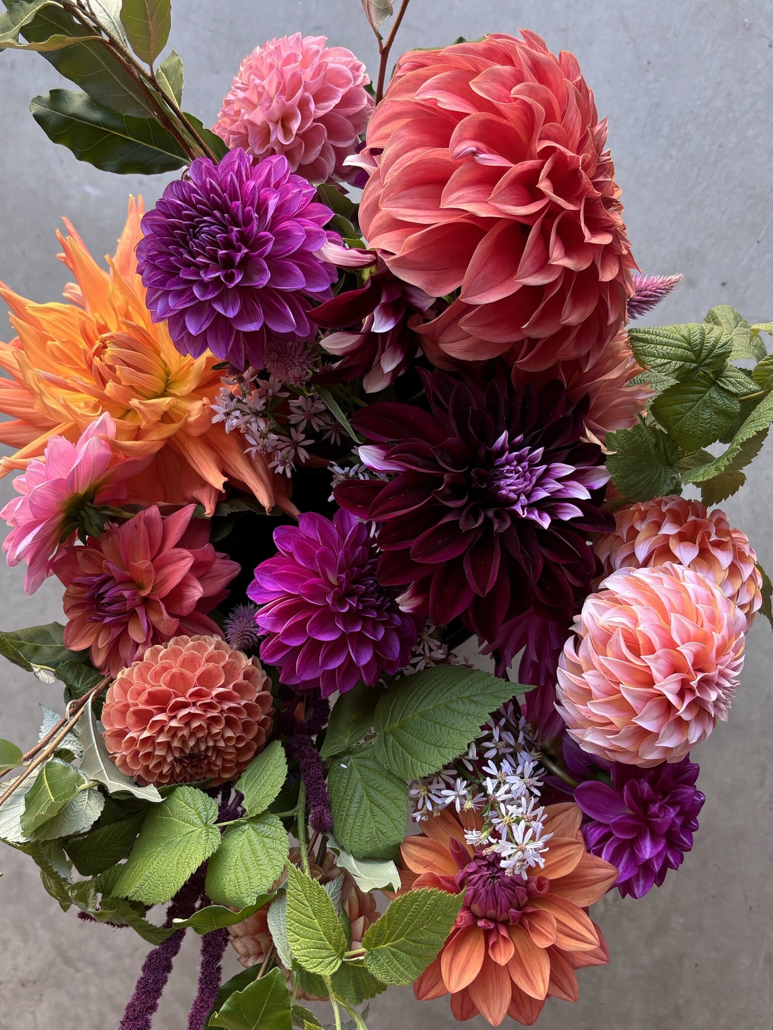 SINGLE TWO PONY DAHLIA BUCKET
