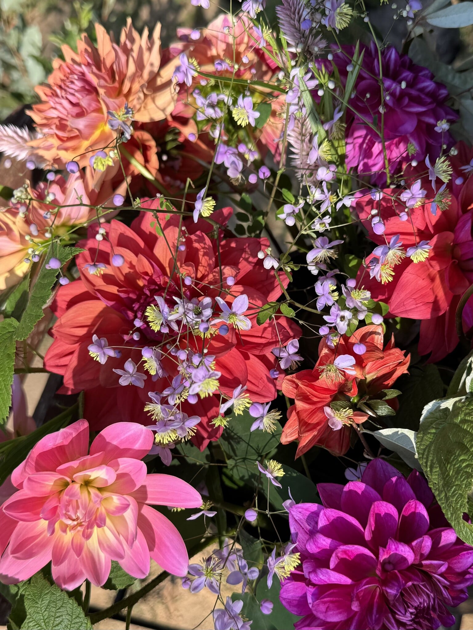 SINGLE TWO PONY DAHLIA BUCKET