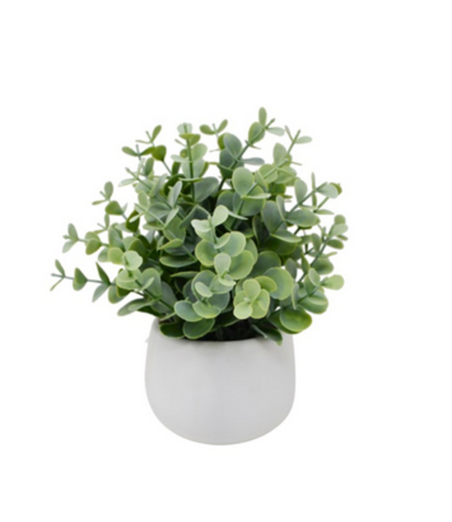 Artifical Eucalyptus- white pot