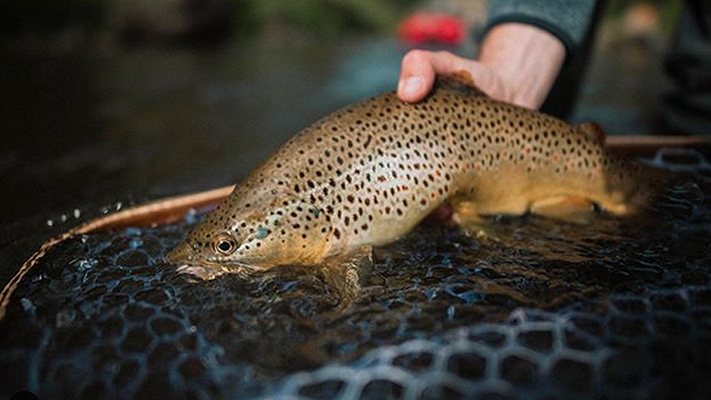 NJ Wild Trout Streams  Moose Knuckle Fly Fishing