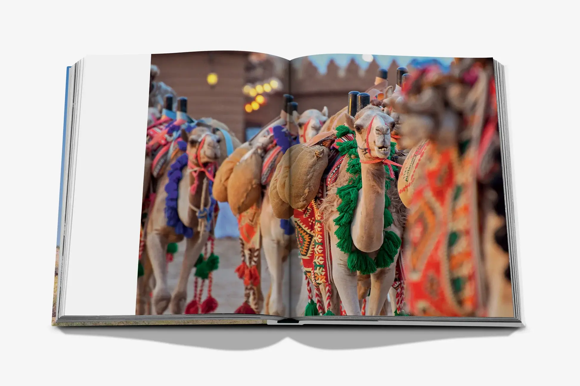 ASSOULINE Camels From Saudi Arabia