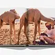 ASSOULINE Camels From Saudi Arabia