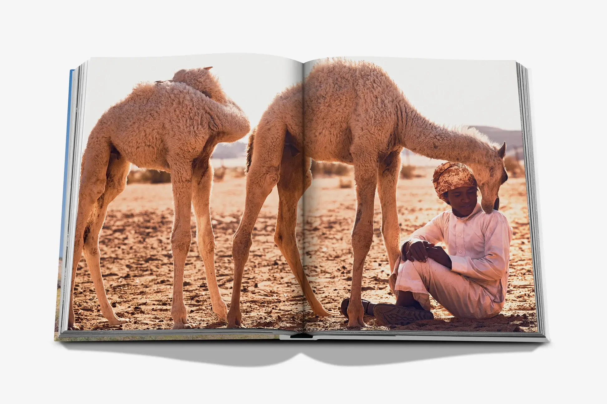 ASSOULINE Camels From Saudi Arabia