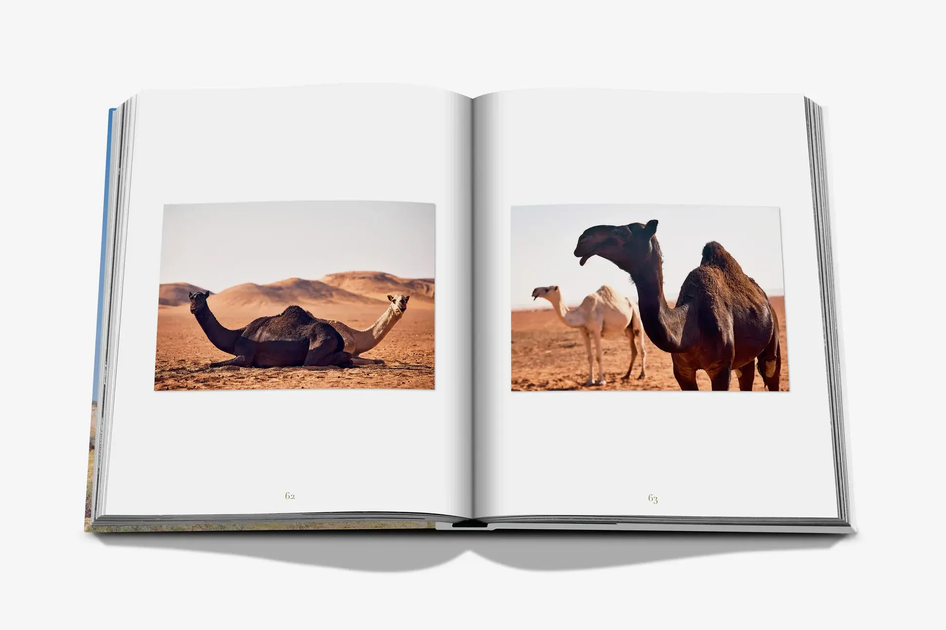 ASSOULINE Camels From Saudi Arabia