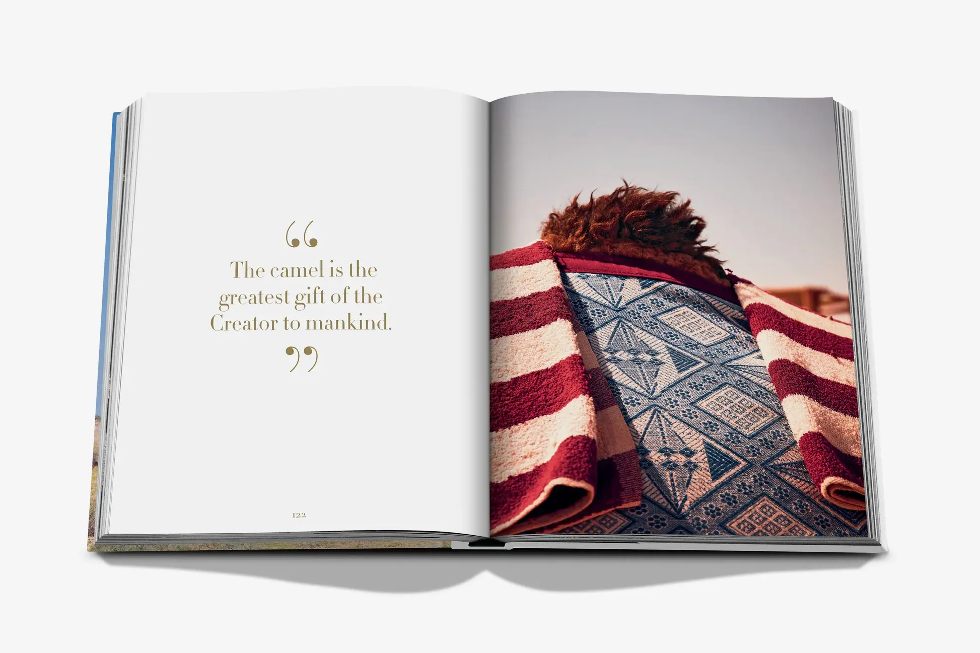 ASSOULINE Camels From Saudi Arabia