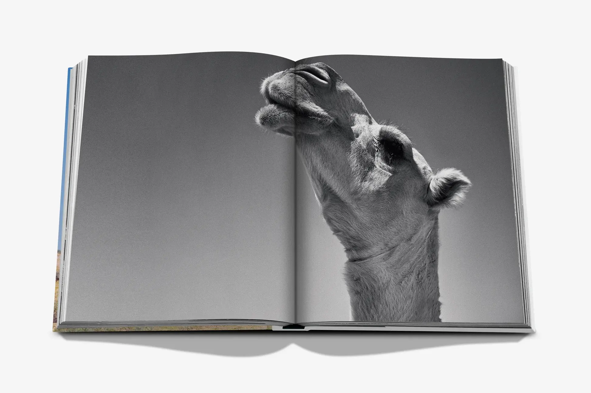 ASSOULINE Camels From Saudi Arabia