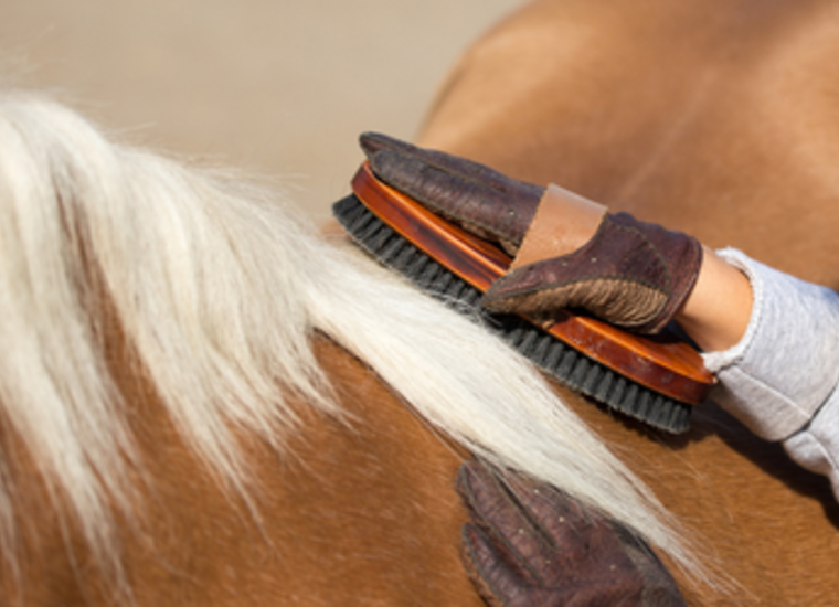 Horse 