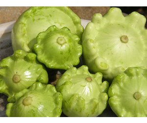 Courgette Patisson Jaune Et Vert Les Urbainculteurs