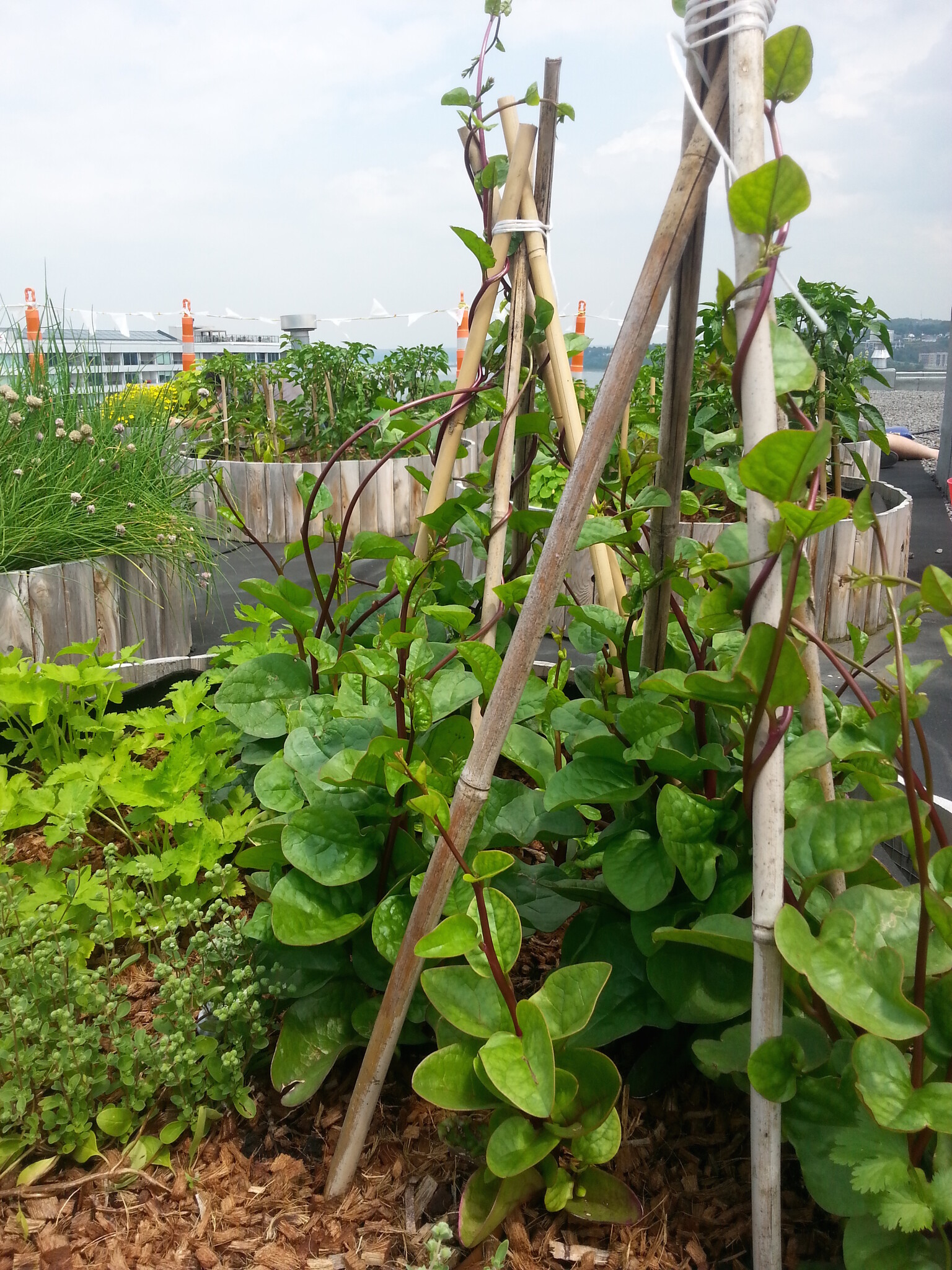 Epinard De Malabar Plant Les Urbainculteurs