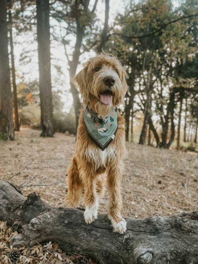 Landmark Proj.  Bandana