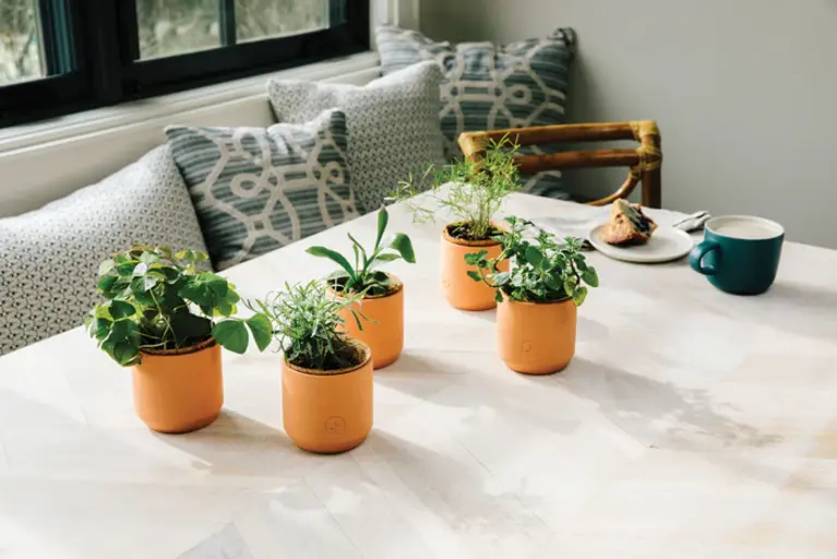 Modern Sprout Tiny Terracotta Grow Kit