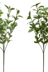 Melrose International Foliage Spray (2 Asst)