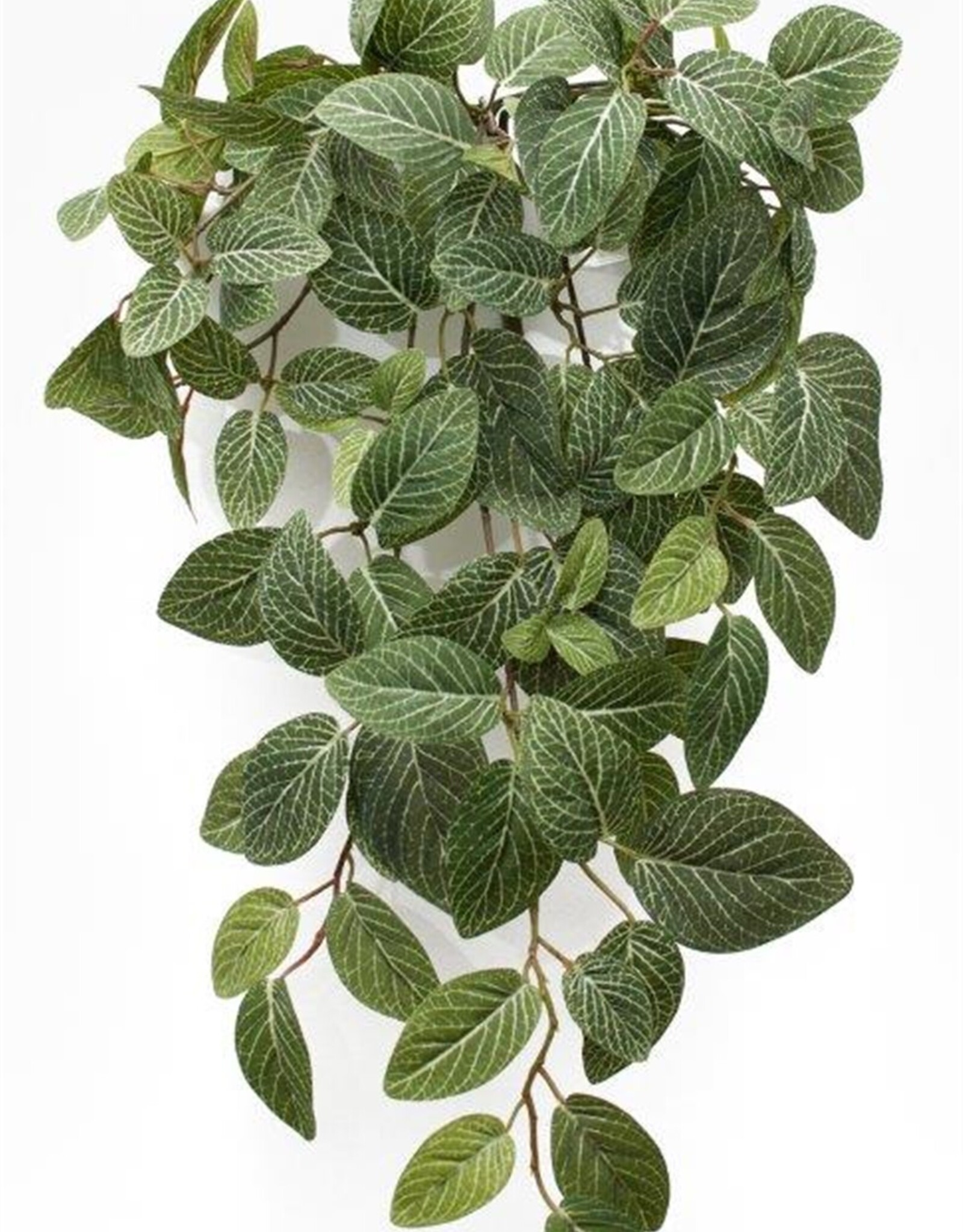 Melrose International White Vein Foliage Bush