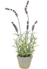 Melrose International Potted Lavender