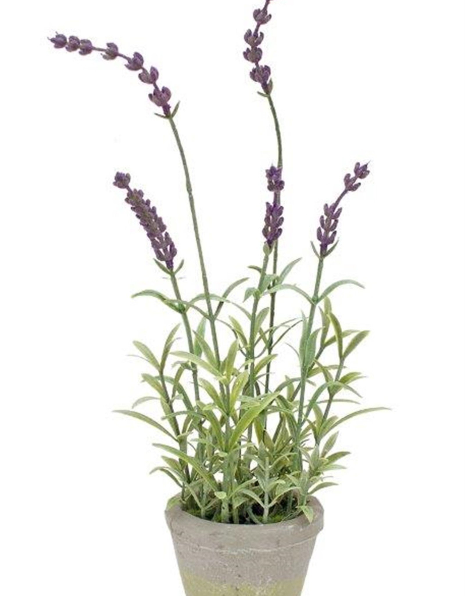 Melrose International Potted Lavender
