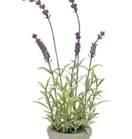 Melrose International Potted Lavender