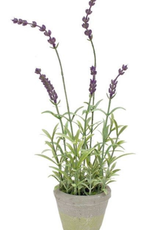 Melrose International Potted Lavender