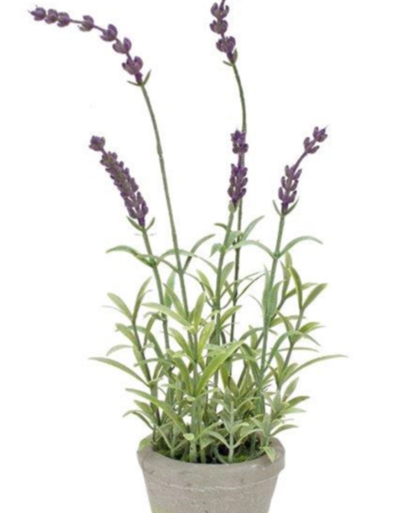 Melrose International Potted Lavender