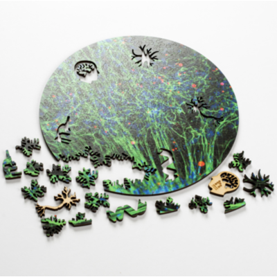 Nevous System Nervous System Green Neural Network Puzzle Nevous System Nervous System Green Neural Network Puzzle