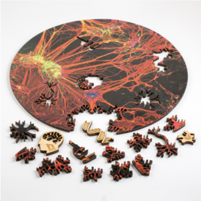 Nevous System Nervous System Orange Neural Network Puzzle Nevous System Nervous System Orange Neural Network Puzzle