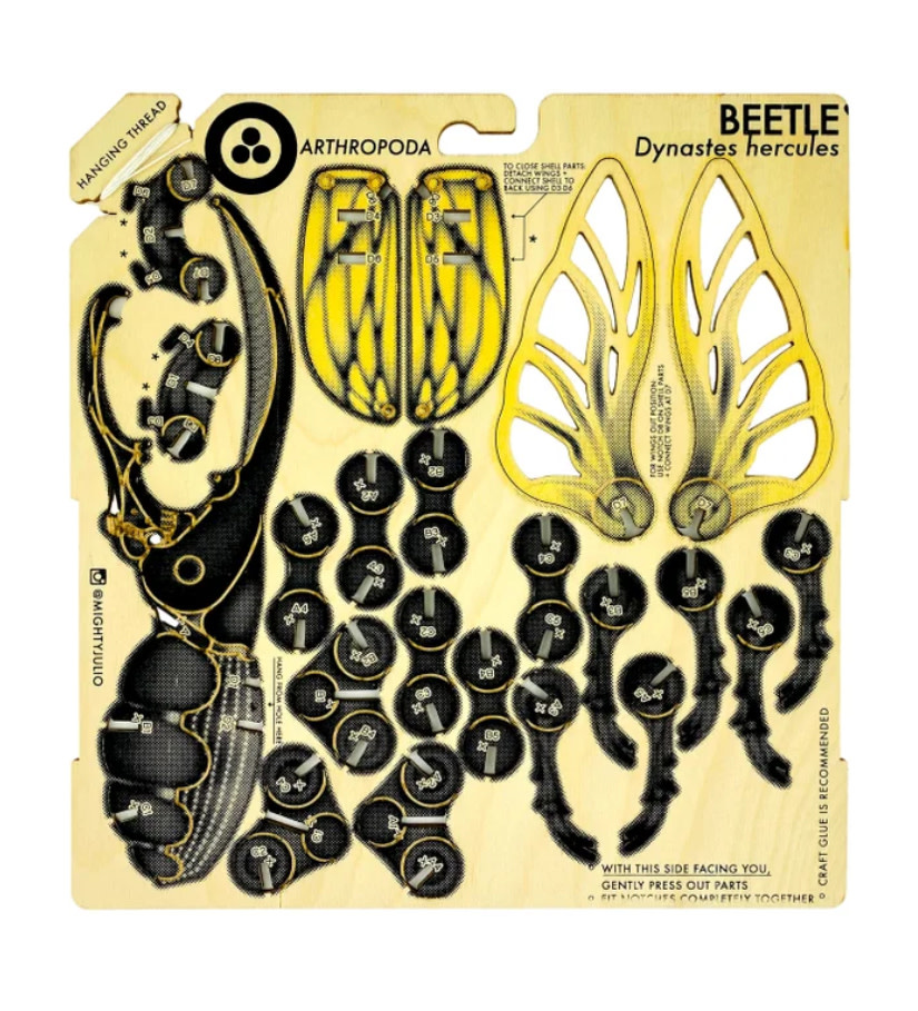 JCR Arthropoda - Beetle-4
