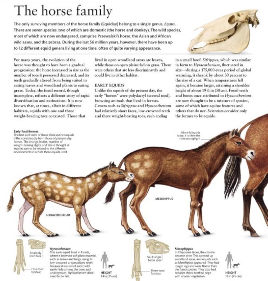 The Horse Encyclopedia-5
