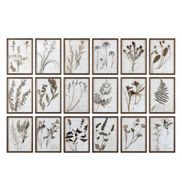 Botany Framed Prints