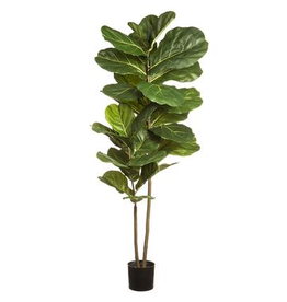 Fiddle Leaf Plant in Pot 63''