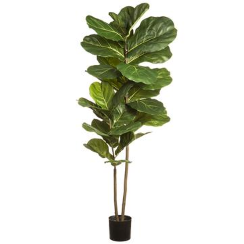 Fiddle Leaf Plant in Pot 63''