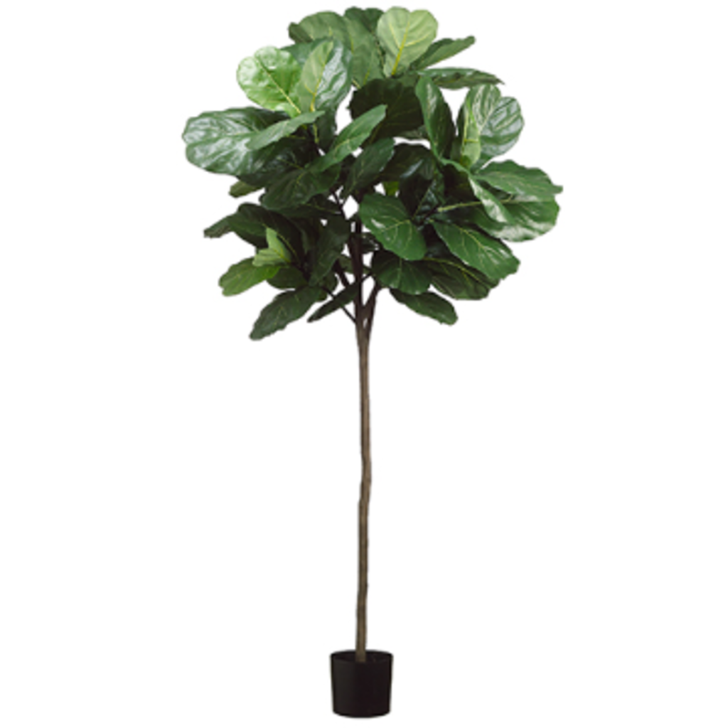 Fiddle Leaf Lollipop 7'