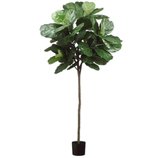 Fiddle Leaf Lollipop 7'
