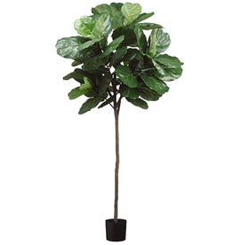 Fiddle Leaf Lollipop 7'