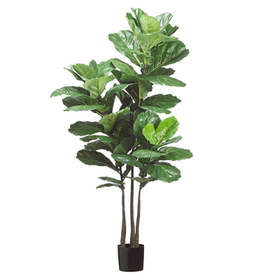 Fiddle Leaf 3 Trunk 70''