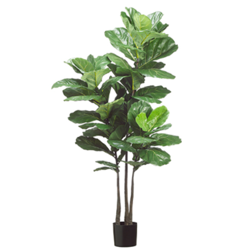 Fiddle Leaf 3 Trunk 70''
