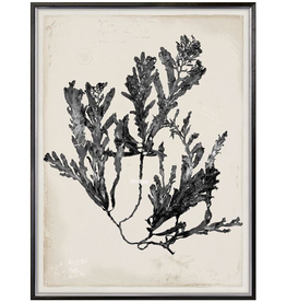 Celadon Art De Mari Series III