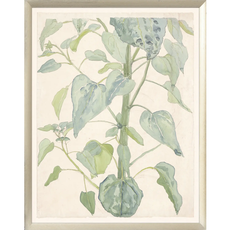 Celadon Art Collection 08 – Stalk & Leaves of a Sunflower, 1901