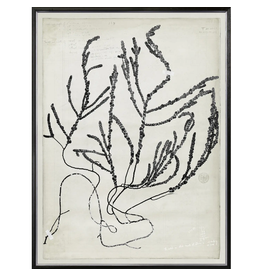 Celadon Art De Mari Series V